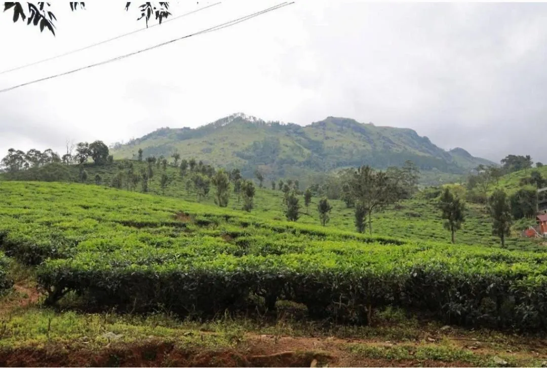 Nest Mountain Munnar Villa India